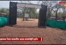 गुरवळ्याच्या नेचर सफारीत आता वाघांचेही दर्शन