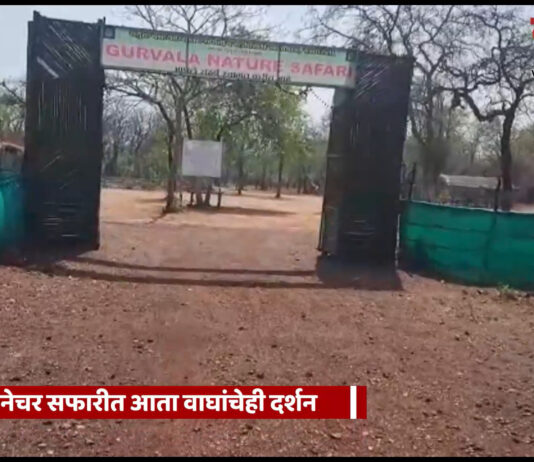 गुरवळ्याच्या नेचर सफारीत आता वाघांचेही दर्शन