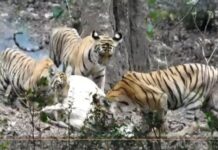 वाघिणीसह चार बछड्यांनी केलेली लाईव्ह शिकार कॅमेराबद्ध