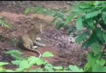 जेव्हा भर रस्त्यात बिबट्या ठाण मांडून बसतो, कार चालकाचे प्रसंगावधान