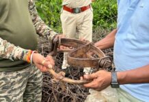 विदर्भातील वाघांशी शिकार करणाऱ्या टोळीचा वनविभागाकडून पर्दाफाश