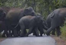 जंगली हत्ती पोहोचले शिवणी-मोहझरीच्या वेशीवर, गावकऱ्यांचा जीव टांगणीला