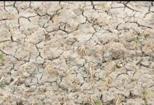 पावसाने मारली दडी, ५० हजार हेक्टर क्षेत्रावरील धान रोवणी खोळंबली