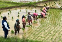 कर्जासाठी अर्ध्याअधिक शेतकऱ्यांची मदार जिल्हा मध्यवर्ती सहकारी बँकेवर