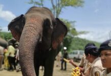 कमलापुरातील हत्तींना मिळाली केळी, टरबूज आणि नारळांची मेजवानी