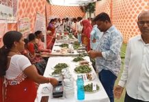 गडचिरोलीतील रानभाजी महोत्सवात आल्या आजार पळविणाऱ्या भाज्या