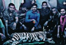 देसाईगंज तालुक्यात धुमाकूळ घालणारी हल्लेखोर वाघिण टी-14 जेरबंद