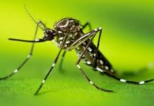 यावर्षी मलेरियाचे पाच बळी, तरीही गेल्यावर्षीच्या तुलनेत नियंत्रणात