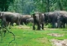 हे रानटी हत्ती आहेत, गुरांचा कळप नाही, त्यांच्या वाटेला जाऊ नका !