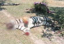 वाघाच्या शिकारप्रकरणी सहा आरोपींना अटक, मरेगाव-मोहटोल्यातील रहिवासी