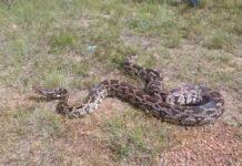 विविध उपक्रमांनी साजरा झाला गडचिरोलीत वन्यजीव सप्ताह