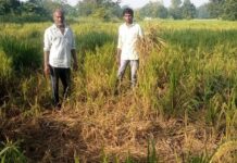 चंद्रपूर जिल्ह्यात डोकावून हत्ती पुन्हा माघारी फिरले, शेतकऱ्यांमध्ये दहशत