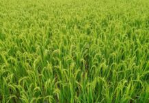 यावर्षीच्या खरीप पिकांची हंगामी पैसेवारी 71, शेतकऱ्यांना दिलासा