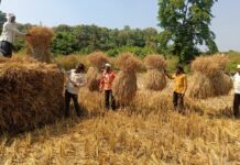 शेतकऱ्यांची दिवाळी यावर्षी जोरात, धानाचे पीक चांगले, भावही वाढला