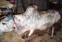 गावकऱ्यांनी धावून जात विझविली धगधगलेली आग, माणुसकीचा प्रत्यय