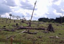 पेड्डीगुडम वनक्षेत्रातील झाडांच्या कत्तलीसाठी वीज कर्मचाऱ्यांवर दंडात्मक कारवाई