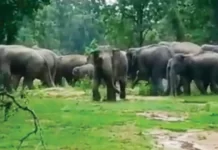 गडचिरोली तालुक्यातील मरेगावच्या शेतकऱ्याला रानटी हत्तीने चिरडले