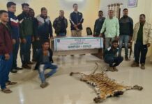 जिल्ह्यात आणखी एका वाघाची शिकार एटापल्लीत कातडी जप्त, दोघांना अटक