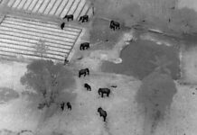 रानटी हत्तीच्या हल्ल्याचा आणखी बळी, शेतातल्या झोपडीतील महिलेला चिरडले