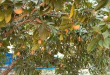 गडचिरोलीतील ‘आय-फार्म’मध्ये यशस्वी ठरला विविध फळझाडे लागवडीचा प्रयोग