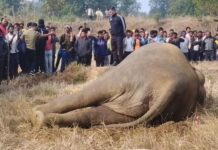 पिकांच्या संरक्षणासाठी लावलेल्या वीज तारांच्या करंटने रानटी हत्तीणीचा मृत्यू