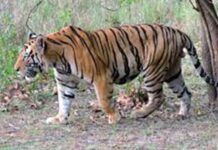 वाघाच्या शिकारीचे तार शोधण्यात वनविभागाला यश येणार का?