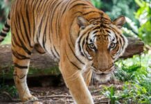 अन् त्या महिलांनी परतवून लावला वाघाचा हल्ला, बोदलीजवळची घटना