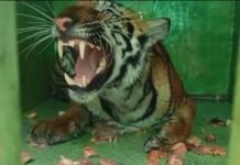 जंगलात सापडला डोकं गायब असलेला मृतदेह, वाघिणीने ठार केल्याचा संशय