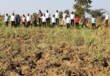 देसाईगंज तालुक्यातील रबीच्या पिकांवर रानटी हत्तींच्या कळपाची वक्रदृष्टी