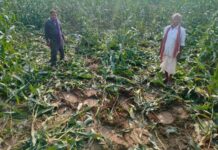 देसाईगंज तालुक्यात पुन्हा शंकरनगर परिसरात रानटी हत्तींचा धुमाकूळ