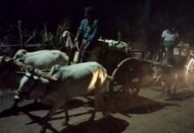 अबब ! तेलंगणातील दारूच्या पेट्या चक्क बैलगाडीतून गडचिरोली जिल्ह्यात