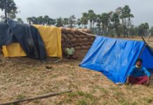 अवकाळी पावसात धान वाचवण्यासाठी शेतकऱ्यांना करावी लागतेय कसरत