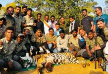 जखमी टी-23 वाघाला शिवराजपूर भागातून उपचारासाठी केले पिंजऱ्यात बंद