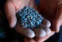 १८ लाखांचे प्रतिबंधित बियाणे जप्त, साठवणूक करणाऱ्यावर गुन्हा दाखल