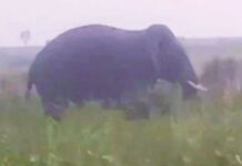 तेलंगणात दोन शेतकऱ्यांचा बळी घेणाऱ्या हत्तीमुळे गडचिरोली जिल्ह्यात टेन्शन