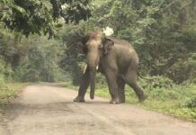 तेलंगणातून आलेल्या ‘त्या’ रानटी हत्तीने भामरागड तालुक्यात घेतला तिसरा बळी