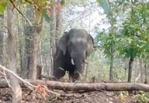 रानटी हत्तीच्या हल्ल्यात जखमी दुसऱ्याही महिलेने रुग्णालयात घेतला अखेरचा श्वास