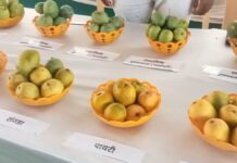 कृषी विज्ञान केंद्रात कलेक्टर, मल्लिका, मंजिरीचा तोरा, लंगड्यानेही वेधले लक्ष