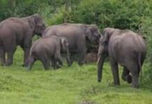 हत्तींचा कळप पुन्हा पोहोचला कुरखेडा तालुक्यात, भगवानपूरच्या जंगलात एन्ट्री