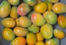 आंब्यांच्या सुधारित आणि स्थानिक प्रजाती पहायच्या? मग चला कृषी विज्ञान केंद्रात