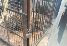 गावात शिरलेला बिबट्या विहिरीत पडला, वनविभागाच्या पथकाने दिले जीवदान