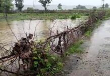 अवघ्या चार दिवसात 8 हजार हेक्टरवरील पिकांना बसला पुराच्या पाण्याचा फटका