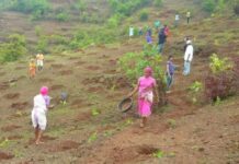 चातगाव वनपरिक्षेत्रातील गैरव्यवहारात वनपरिक्षेत्र अधिकारी पडवे निलंबित