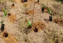 चातगाव वनपरिक्षेत्रातील रोपवनासह इतर कामे व व्यवहारांची चौकशी सुरू