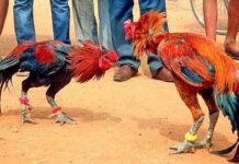 ठाणेदार बदलताच कोंबड बाजार सुरू? पोलिसांची धाड, 21 आरोपींना अटक