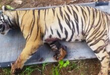 अन् धडधडत आलेल्या मालगाडीने वाघिणीला उडवले, वडसा क्षेत्रातील घटना