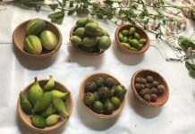 सकस आहाराचे महत्व सांगण्यासाठी आज गडचिरोलीत ‘रानभाजी महोत्सव’