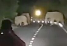 गडचिरोली शहराला वळसा घालत हत्तींचा कळप पोहोचला पुलखलजवळ