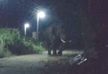 कळपापासून दूर गेलेल्या रानटी हत्तीने मारला चांभार्डा गावात फेरफटका