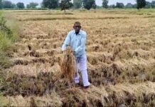 पीक विम्याचा हप्ता 32.88 कोटीचा, शेतकऱ्यांना भरपाई फक्त 2.38 कोटी